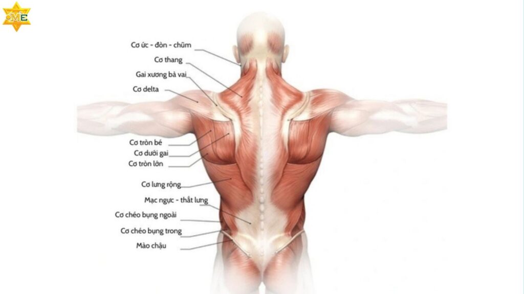 Những vùng cơ quan trọng