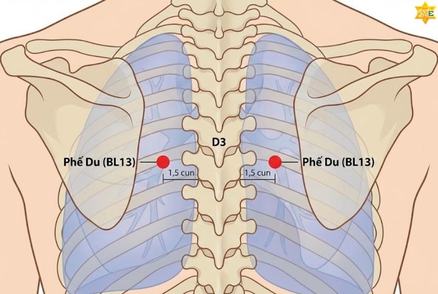 Công dụng của huyệt Phế Du trong điều trị bệnh hô hấp