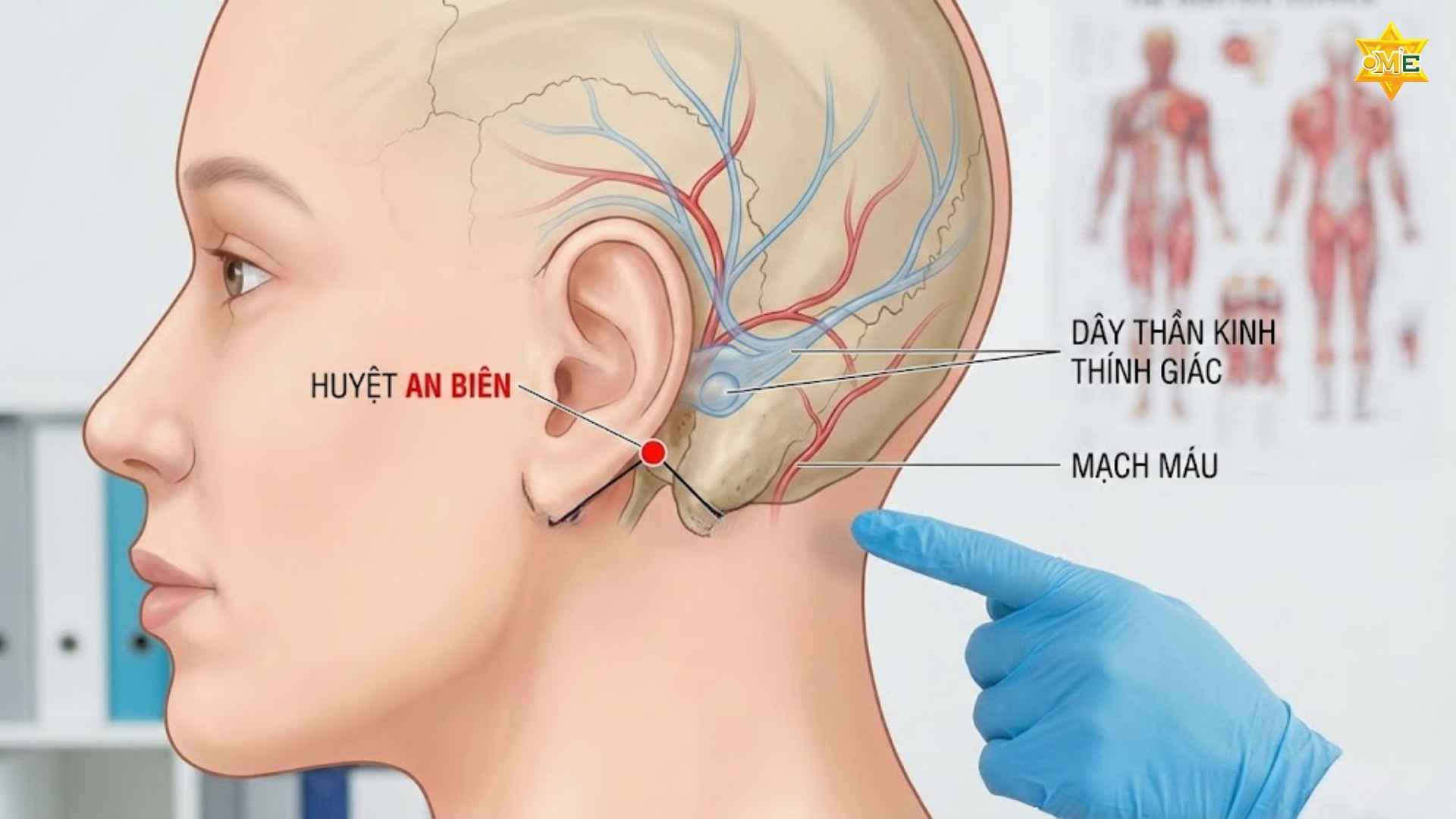 Cách xác định huyệt An Biên chuẩn xác