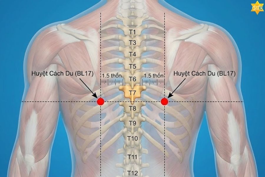 Công dụng của huyệt Cách Du
