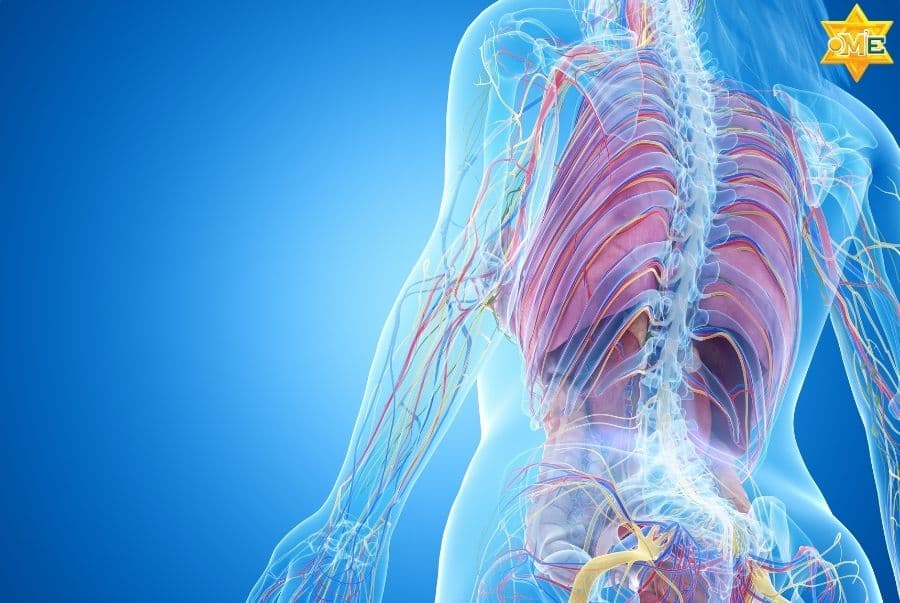 Giải phẫu hệ thống cơ xương khớp là gì? Cách học và ứng dụng