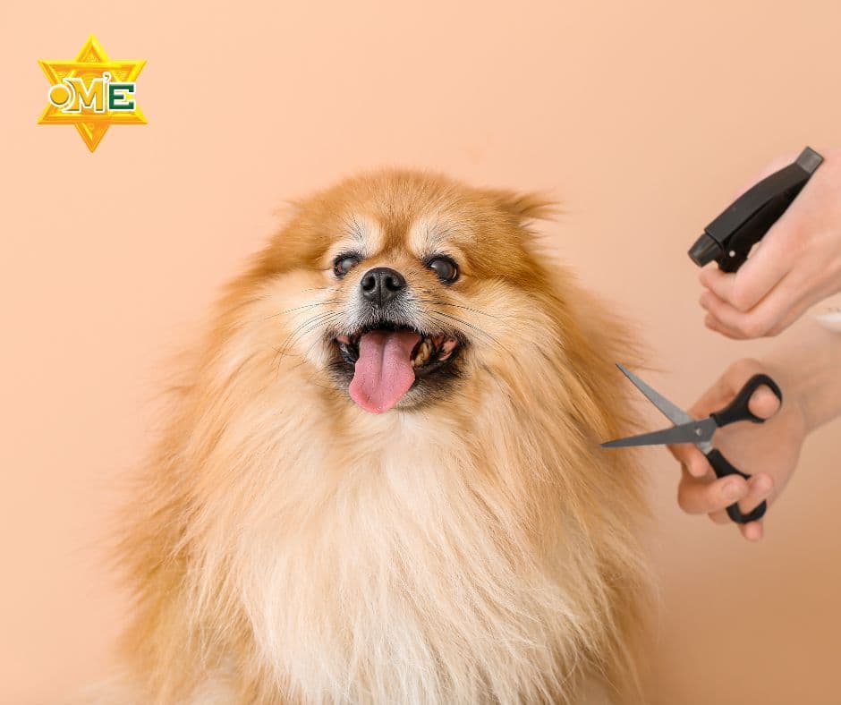 Chăm sóc thú cưng bí quyết để thú cưng khỏe mạnh và hạnh phúc