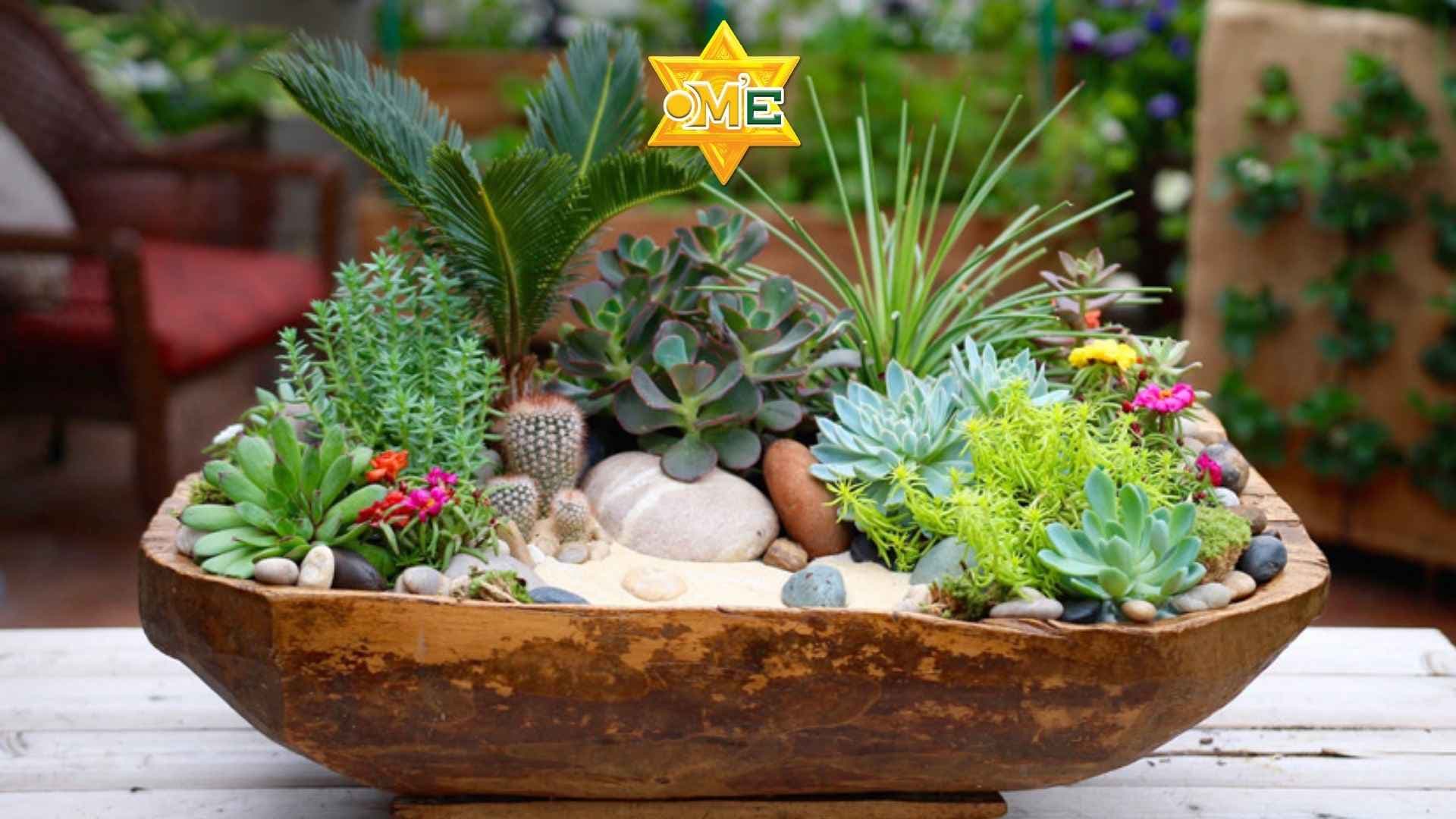 Cắm Hoa Sen Đá – Nghệ Thuật Tinh Tế GIữa Thiên Nhiên